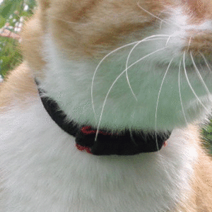 네코다 리본형 고양이 강아지 목걸이