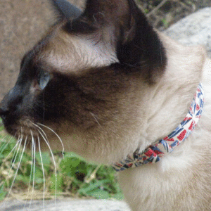 네코다 리본형 고양이 강아지 목걸이