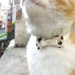 네코다 리본형 고양이 강아지 인식표 목걸이