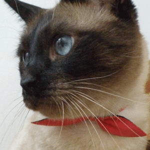 네코다 비리본형 고양이 강아지 인식표 목걸이