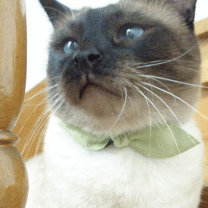 네코다 비리본형 고양이 강아지 인식표 목걸이